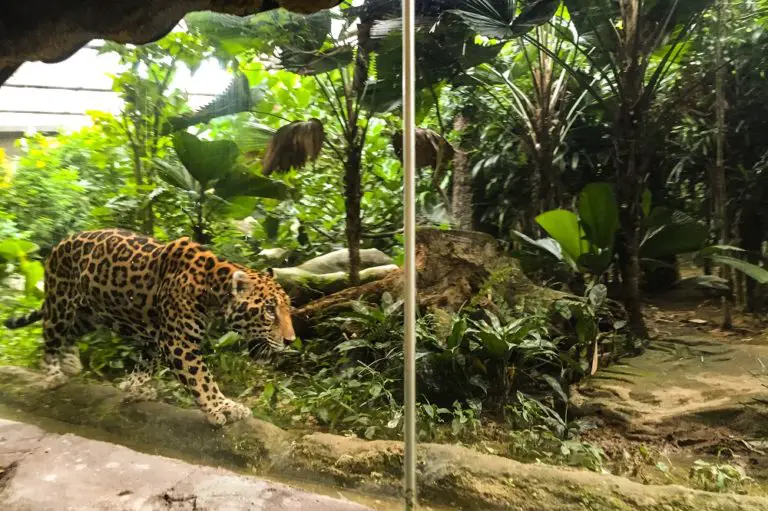 singapore zoo jaguar