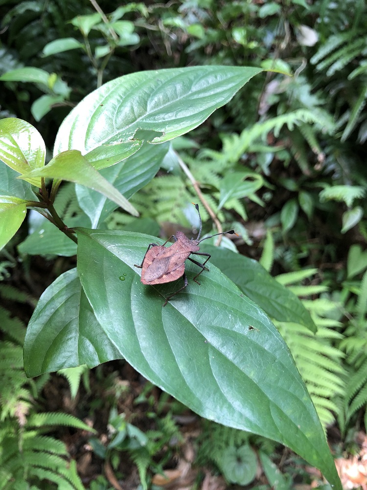 Bug on a leaf yangmingshan guide