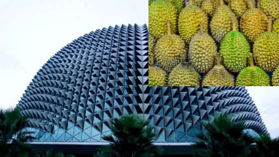 durian vs esplanade