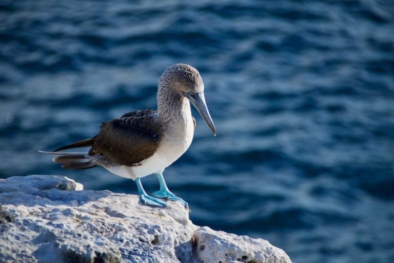 Blue Footed Booby Galapagos Islands