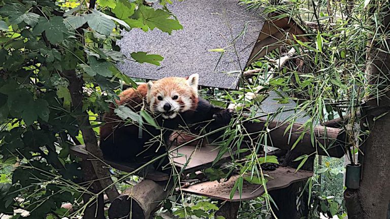 red panda at liberec zoo