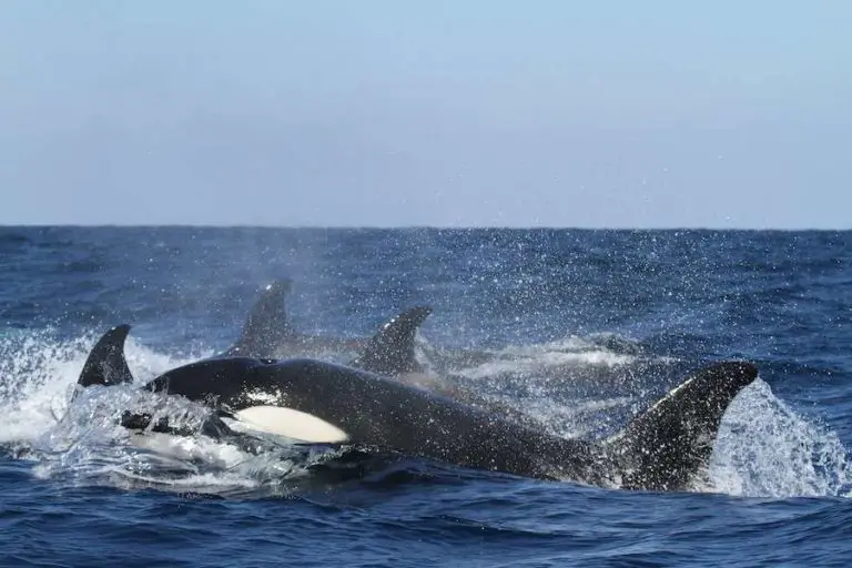 Killer Whales Bremer Canyon