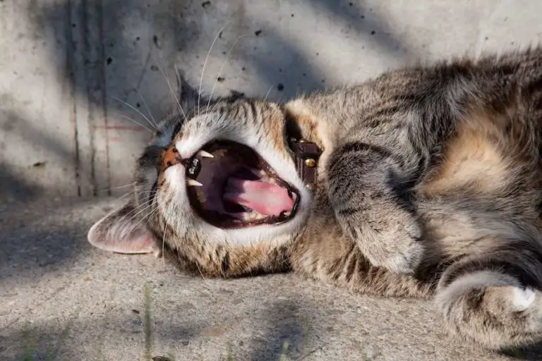 yawning cat