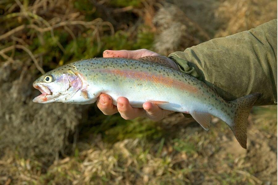 enjoy fly fishing for rainbow trout at noccalula falls park